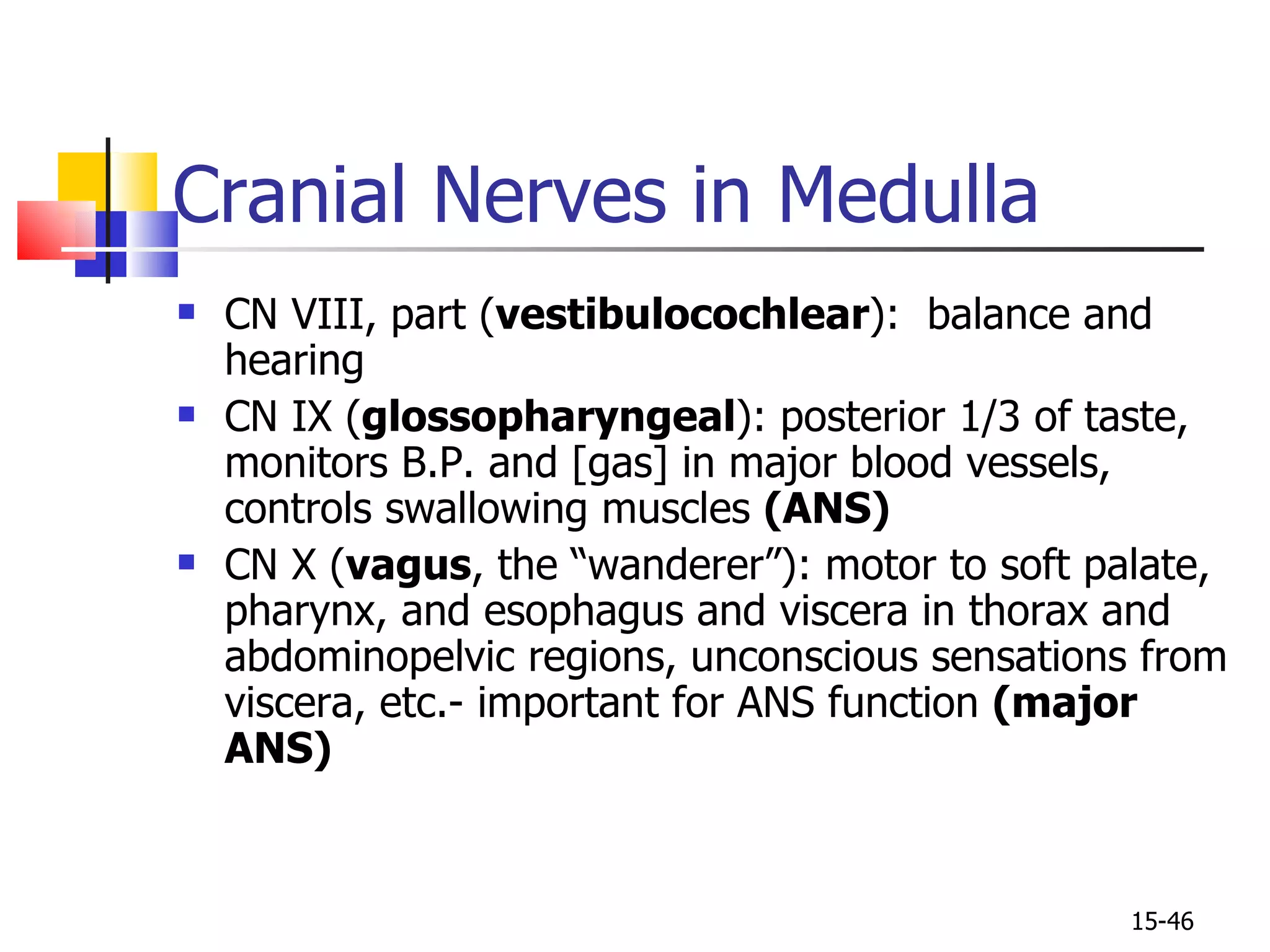 Cranial Nerves in Medulla CN VIII, part ( vestibulocochlear ):  balance and hearing CN IX ( glossopharyngeal ): posterior 1/3 of taste, monitors B.P. and [gas] in major blood vessels, controls swallowing muscles  (ANS) CN X ( vagus , the “wanderer”): motor to soft palate, pharynx, and esophagus and viscera in thorax and abdominopelvic regions, unconscious sensations from viscera, etc.- important for ANS function  (major ANS) 15- 