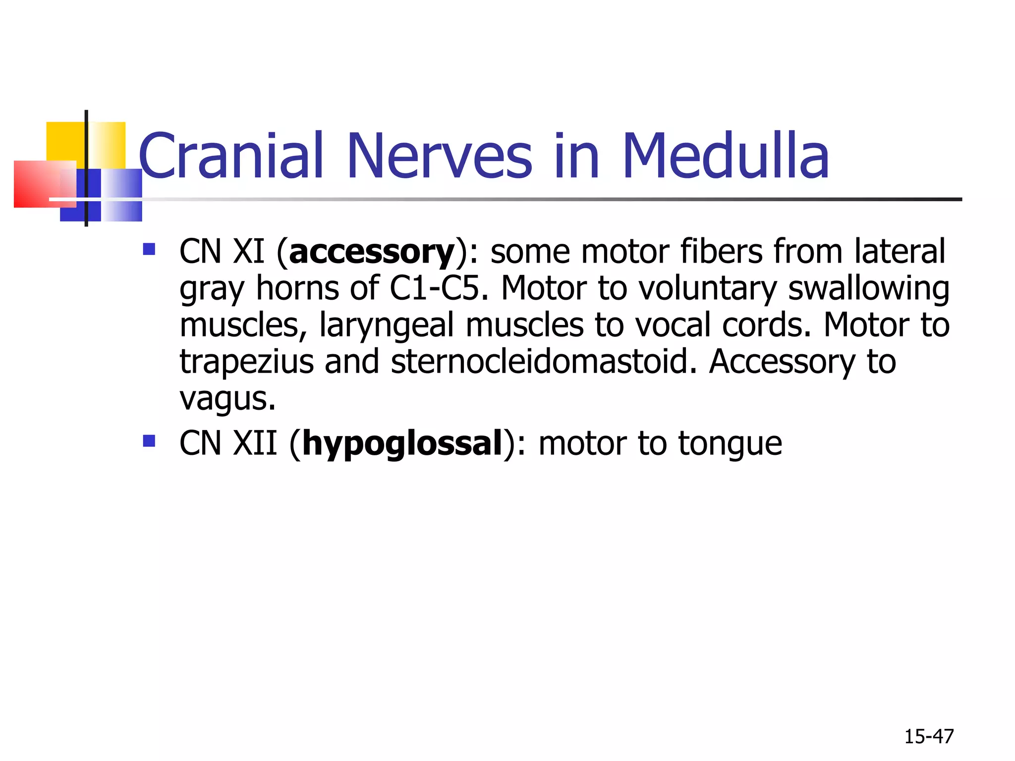 CN XI ( accessory ): some motor fibers from lateral gray horns of C1-C5. Motor to voluntary swallowing muscles, laryngeal muscles to vocal cords. Motor to trapezius and sternocleidomastoid. Accessory to vagus. CN XII ( hypoglossal ): motor to tongue Cranial Nerves in Medulla 15- 