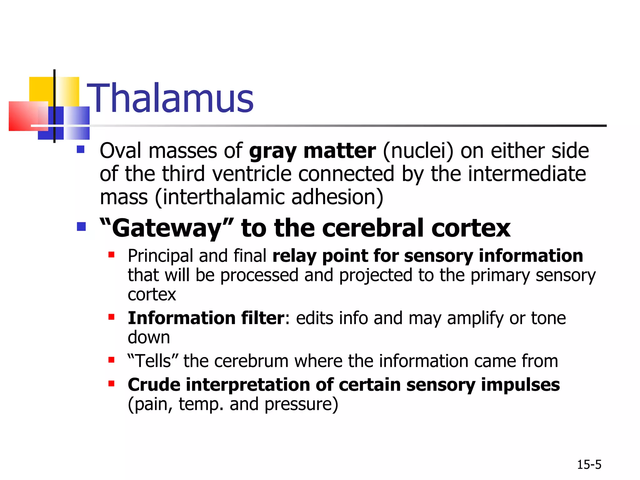 Oval masses of  gray matter  (nuclei) on either side of the third ventricle connected by the intermediate mass (interthalamic adhesion) “ Gateway” to the cerebral cortex Principal and final  relay point for sensory information  that will be processed and projected to the primary sensory cortex Information filter : edits info and may amplify or tone down “ Tells” the cerebrum where the information came from Crude interpretation of certain sensory impulses  (pain, temp. and pressure)  Thalamus 15- 