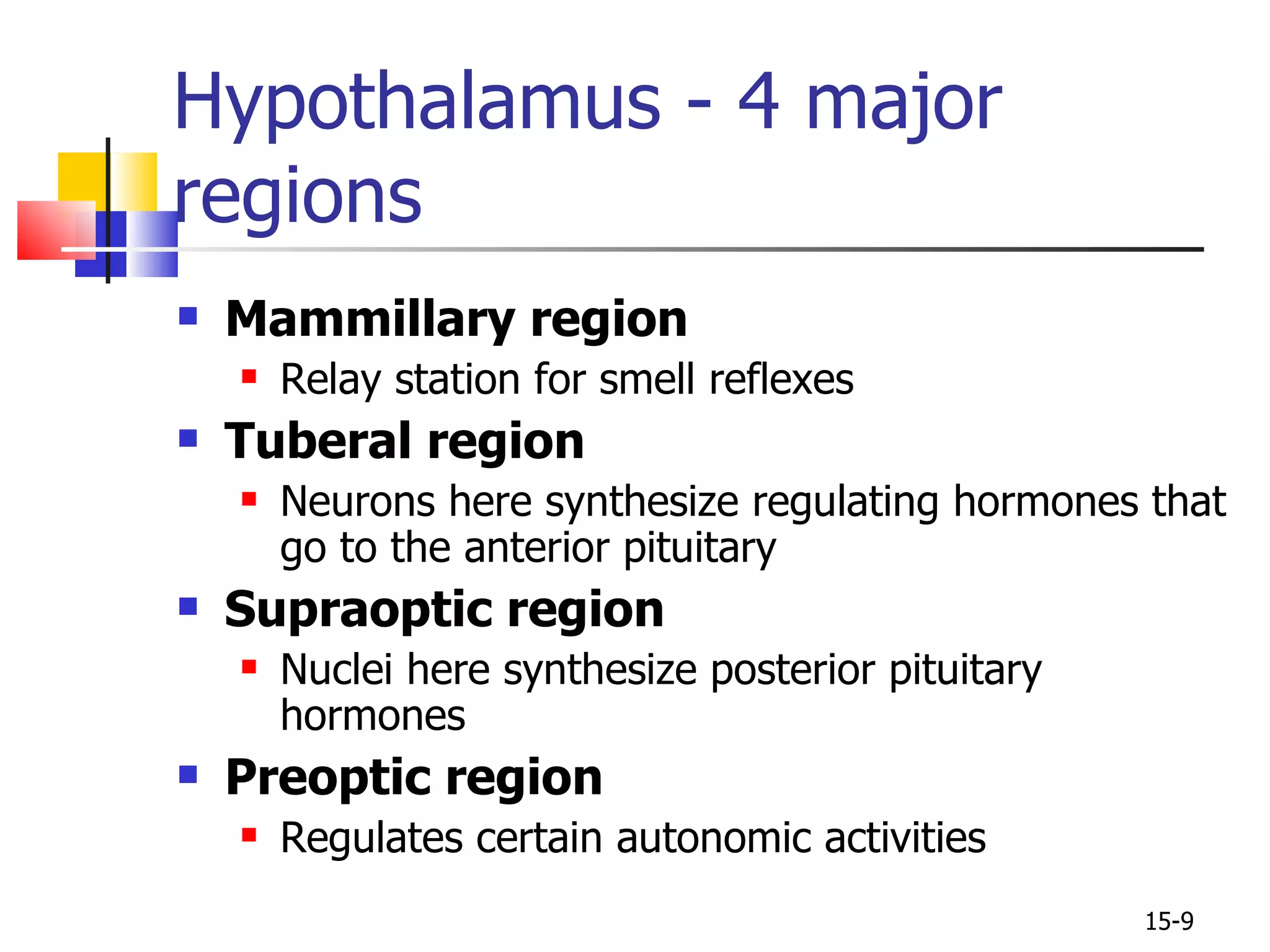 Hypothalamus - 4 major regions Mammillary region Relay station for smell reflexes Tuberal region Neurons here synthesize regulating hormones that go to the anterior pituitary Supraoptic region Nuclei here synthesize posterior pituitary hormones Preoptic region Regulates certain autonomic activities 15- 