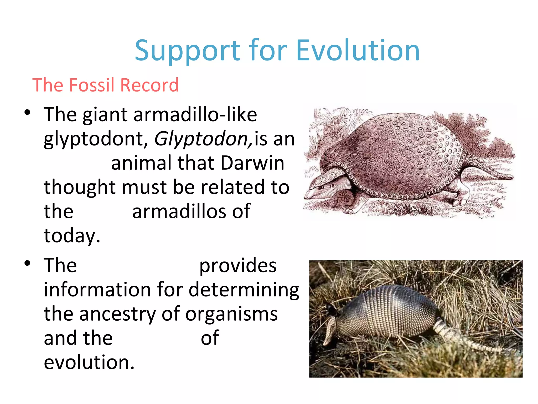 • The giant armadillo-like
glyptodont, Glyptodon,is an
extinct animal that Darwin
thought must be related to
the living armadillos of
today.
• The fossil record provides
information for determining
the ancestry of organisms
and the patterns of
evolution.
Support for Evolution
The Fossil Record
 