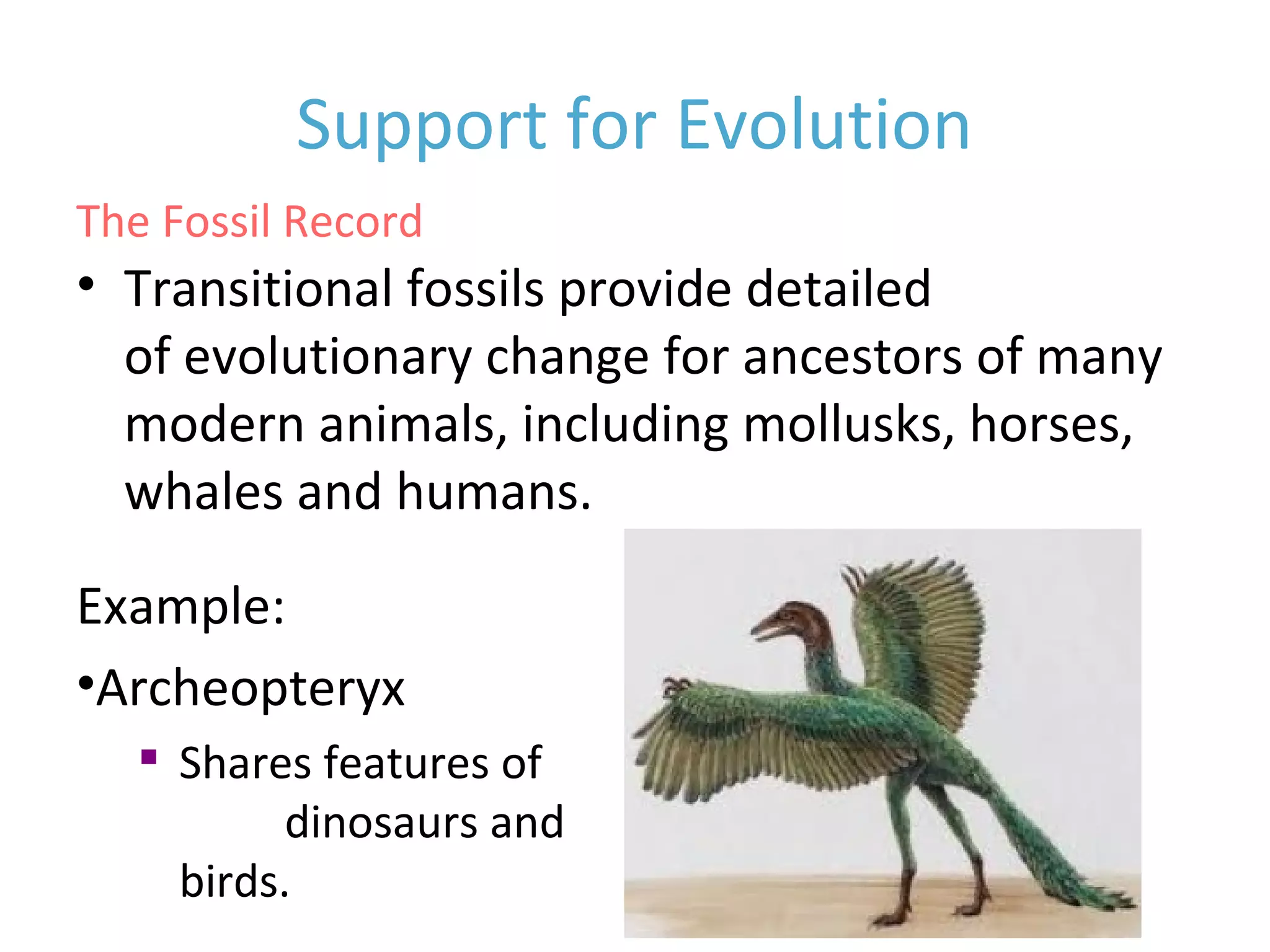 Support for Evolution
• Transitional fossils provide detailed patterns
of evolutionary change for ancestors of many
modern animals, including mollusks, horses,
whales and humans.
Example:
•Archeopteryx

Shares features of
both dinosaurs and
birds.
The Fossil Record
 