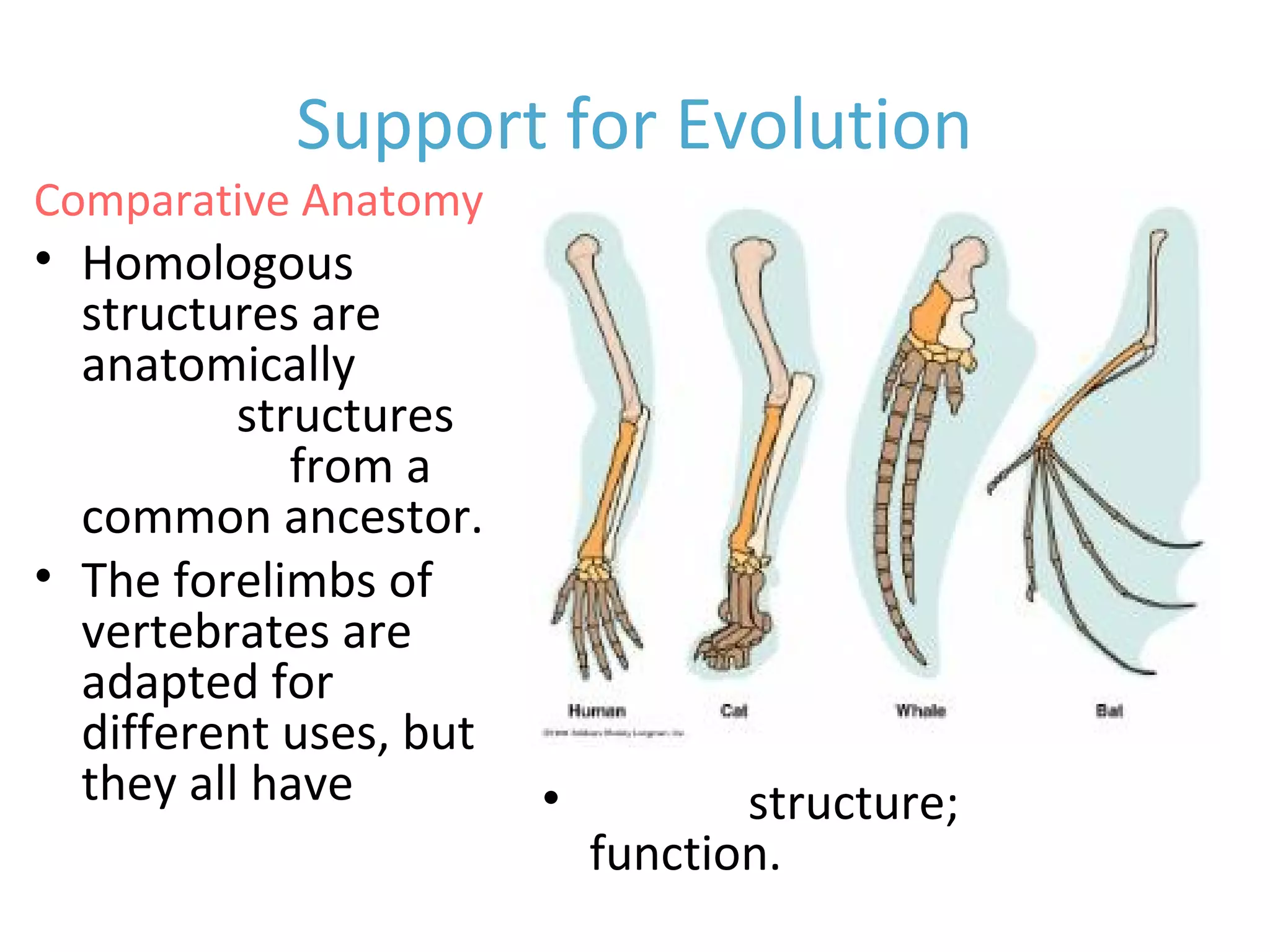 Support for Evolution
• Homologous
structures are
anatomically
similar structures
inherited from a
common ancestor.
• The forelimbs of
vertebrates are
adapted for
different uses, but
they all have
similar bones.
• Similar structure; different
function.
Comparative Anatomy
 