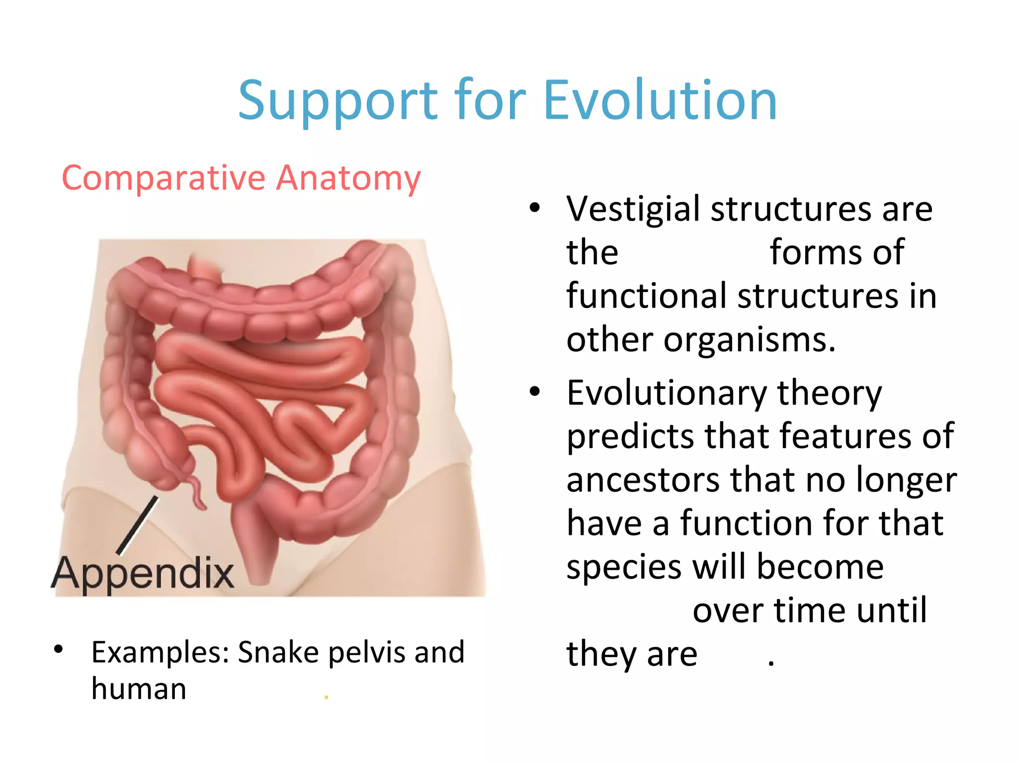 Support for Evolution
• Vestigial structures are
the reduced forms of
functional structures in
other organisms.
• Evolutionary theory
predicts that features of
ancestors that no longer
have a function for that
species will become
smaller over time until
they are lost.• Examples: Snake pelvis and
human appendix.
Comparative Anatomy
 