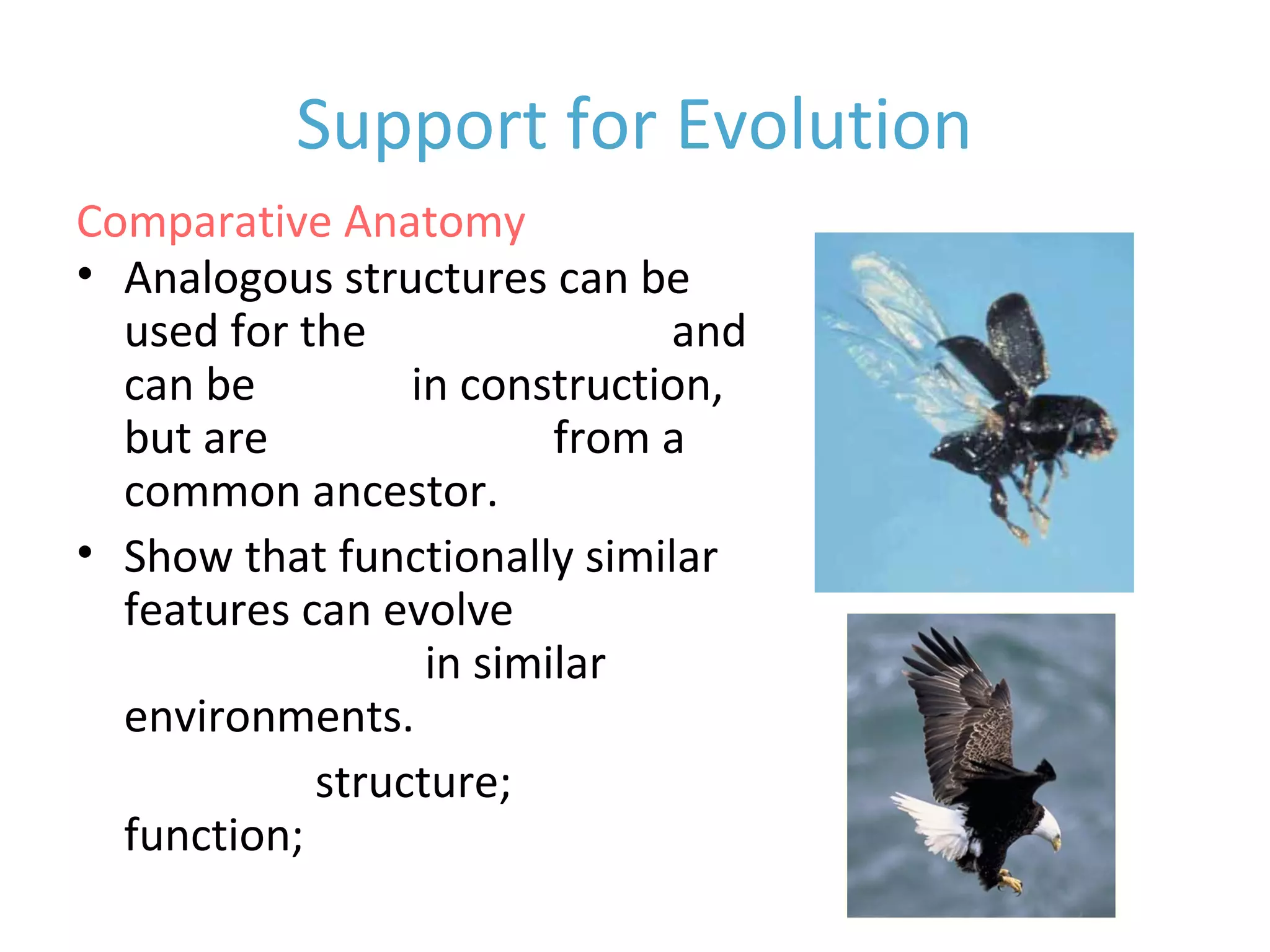 Support for Evolution
• Analogous structures can be
used for the same purpose and
can be similar in construction,
but are not inherited from a
common ancestor.
• Show that functionally similar
features can evolve
independently in similar
environments.
• Different structure; same
function;
Comparative Anatomy
 