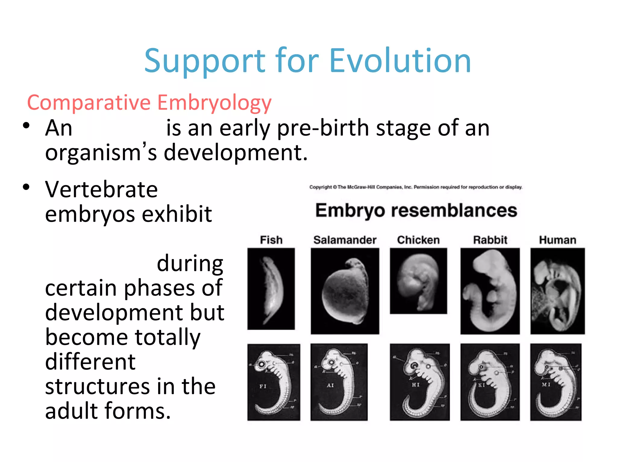 Support for Evolution
• An embryo is an early pre-birth stage of an
organism’s development.
• Vertebrate
embryos exhibit
homologous
structures during
certain phases of
development but
become totally
different
structures in the
adult forms.
Comparative Embryology
 