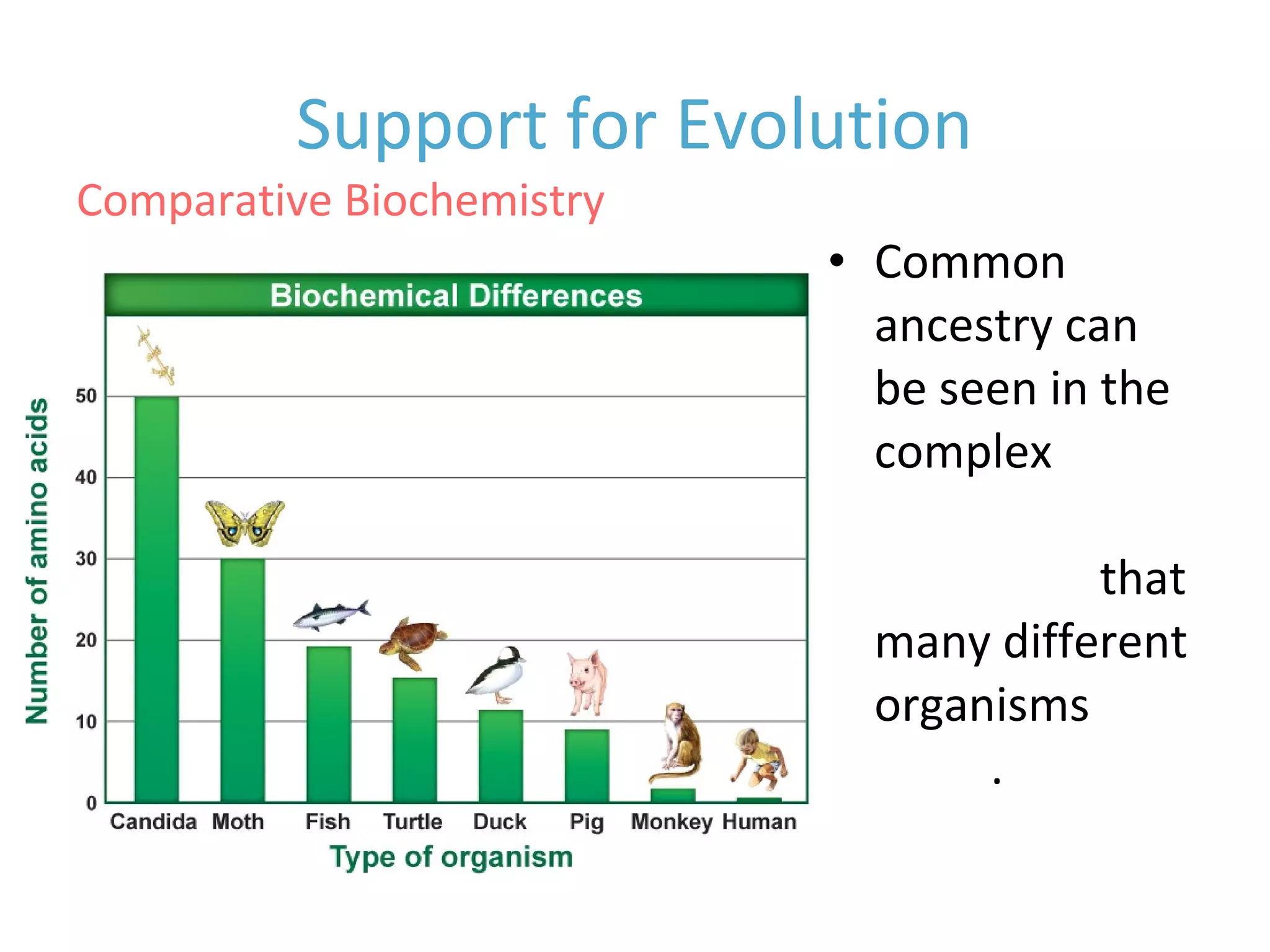 Comparative Biochemistry
• Common
ancestry can
be seen in the
complex
metabolic
molecules that
many different
organisms
share.
Support for Evolution
 
