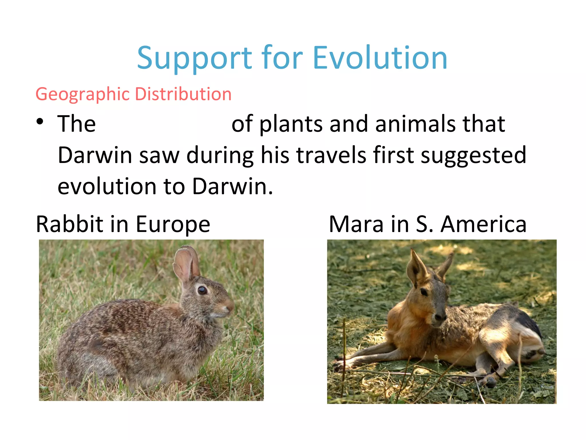 Geographic Distribution
• The distribution of plants and animals that
Darwin saw during his travels first suggested
evolution to Darwin.
Rabbit in Europe Mara in S. America
Support for Evolution
 