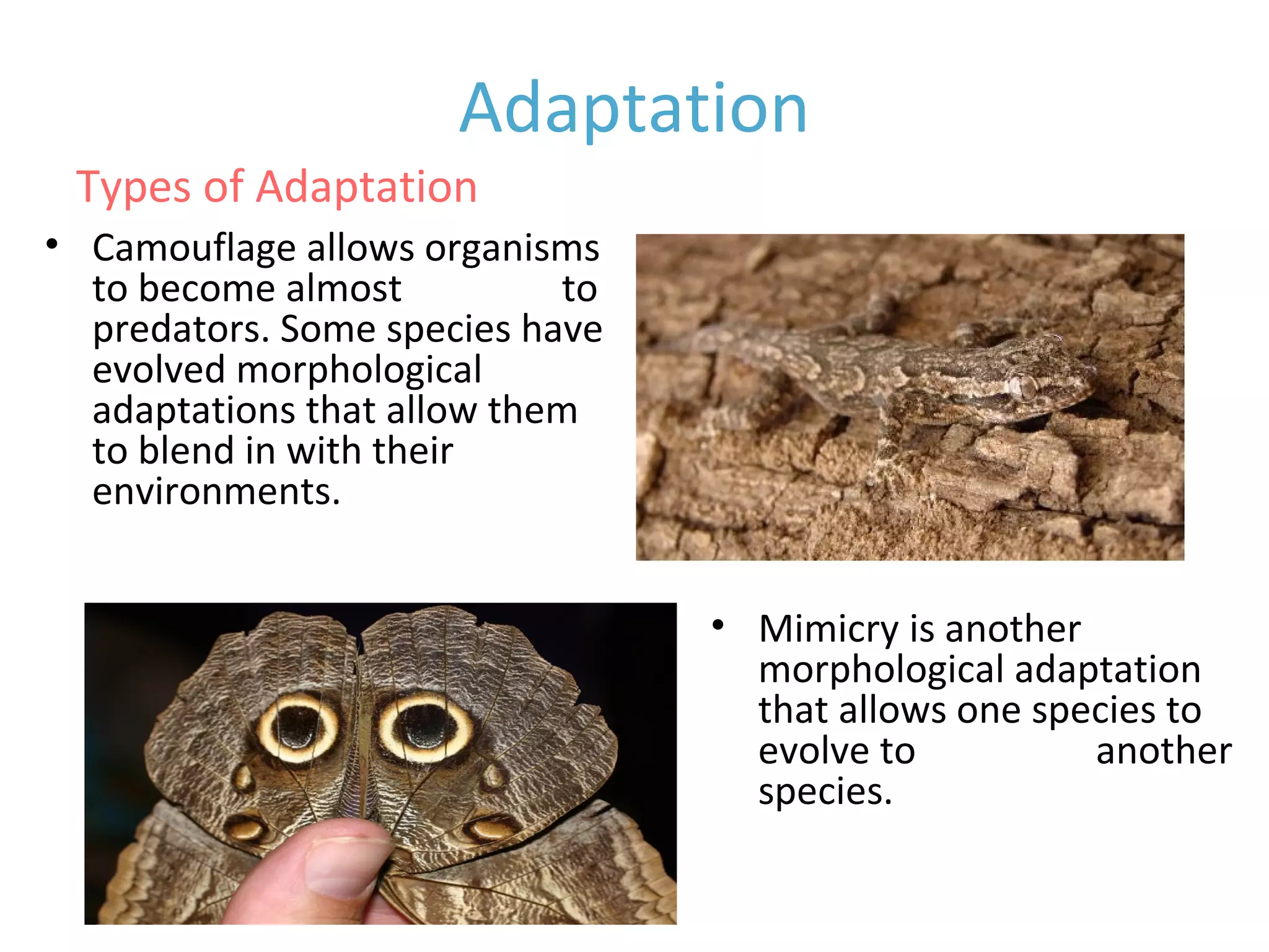 • Camouflage allows organisms
to become almost invisible to
predators. Some species have
evolved morphological
adaptations that allow them
to blend in with their
environments.
• Mimicry is another
morphological adaptation
that allows one species to
evolve to resemble another
species.
Adaptation
Types of Adaptation
 