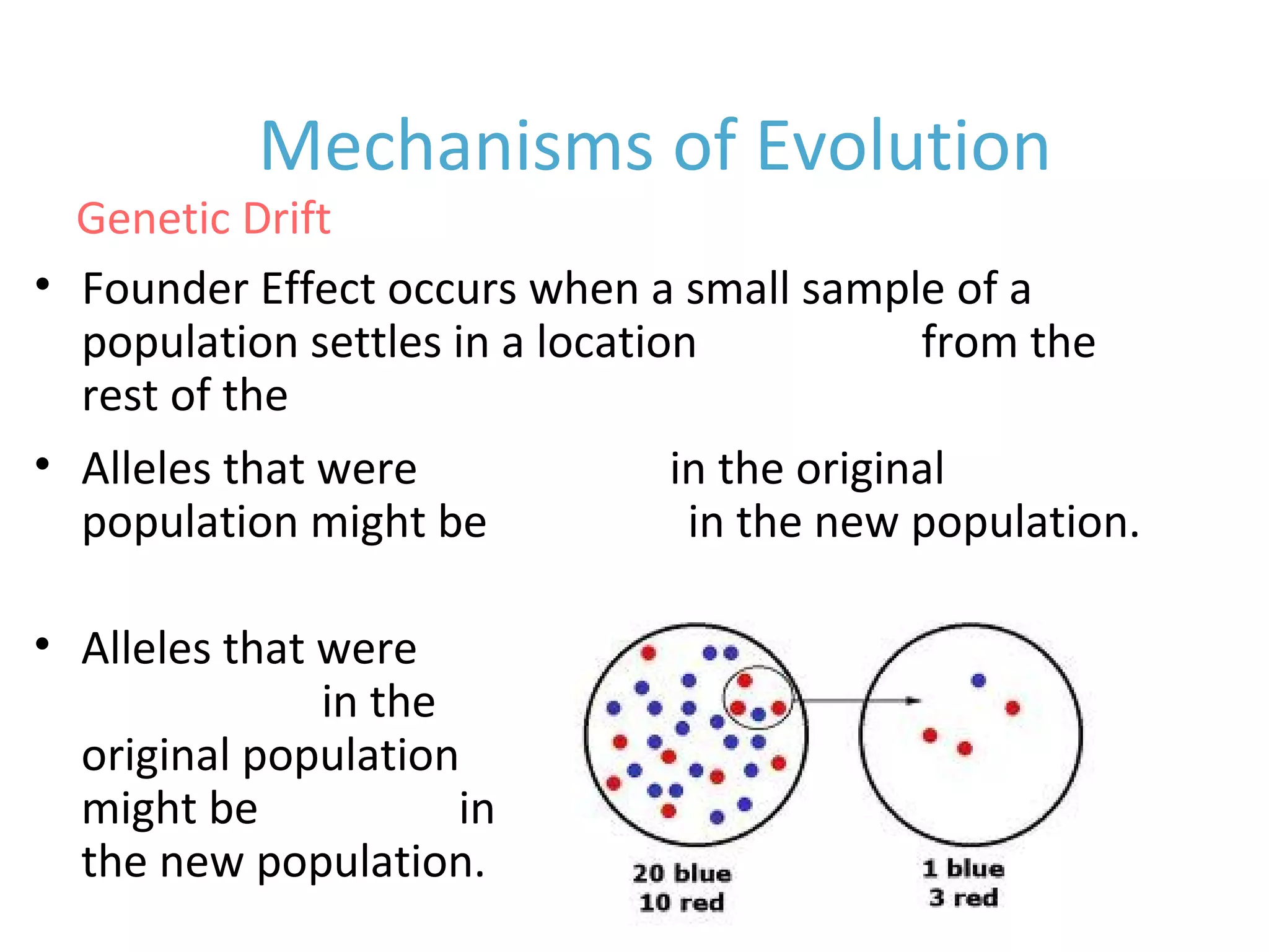 • Founder Effect occurs when a small sample of a
population settles in a location separated from the
rest of the population
Genetic Drift
• Alleles that were
uncommon in the
original population
might be common in
the new population.
Mechanisms of Evolution
• Alleles that were uncommon in the original
population might be common in the new population.
 