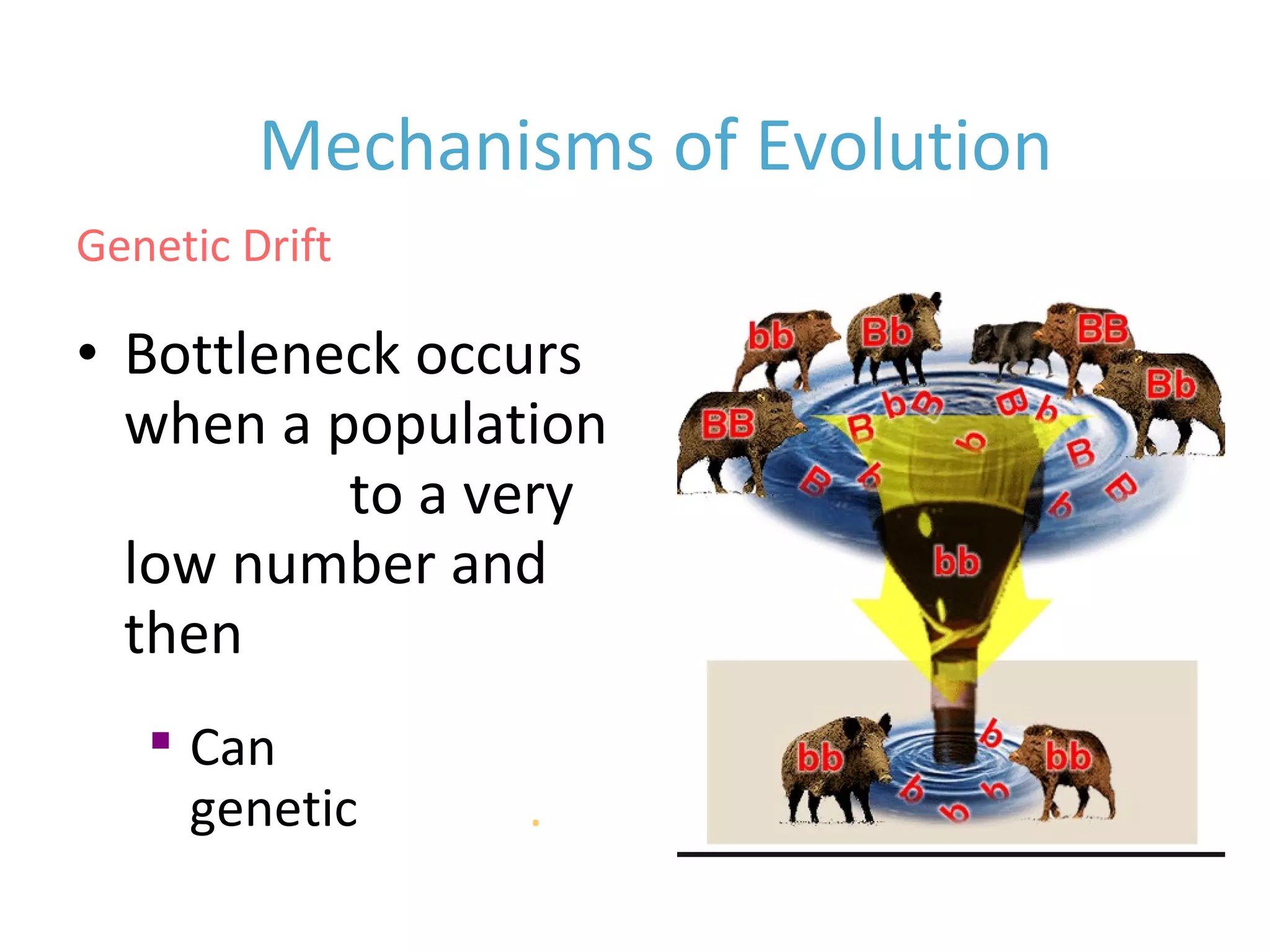 • Bottleneck occurs
when a population
declines to a very
low number and
then rebounds
Mechanisms of Evolution
Genetic Drift

Can decrease
genetic variety.
 