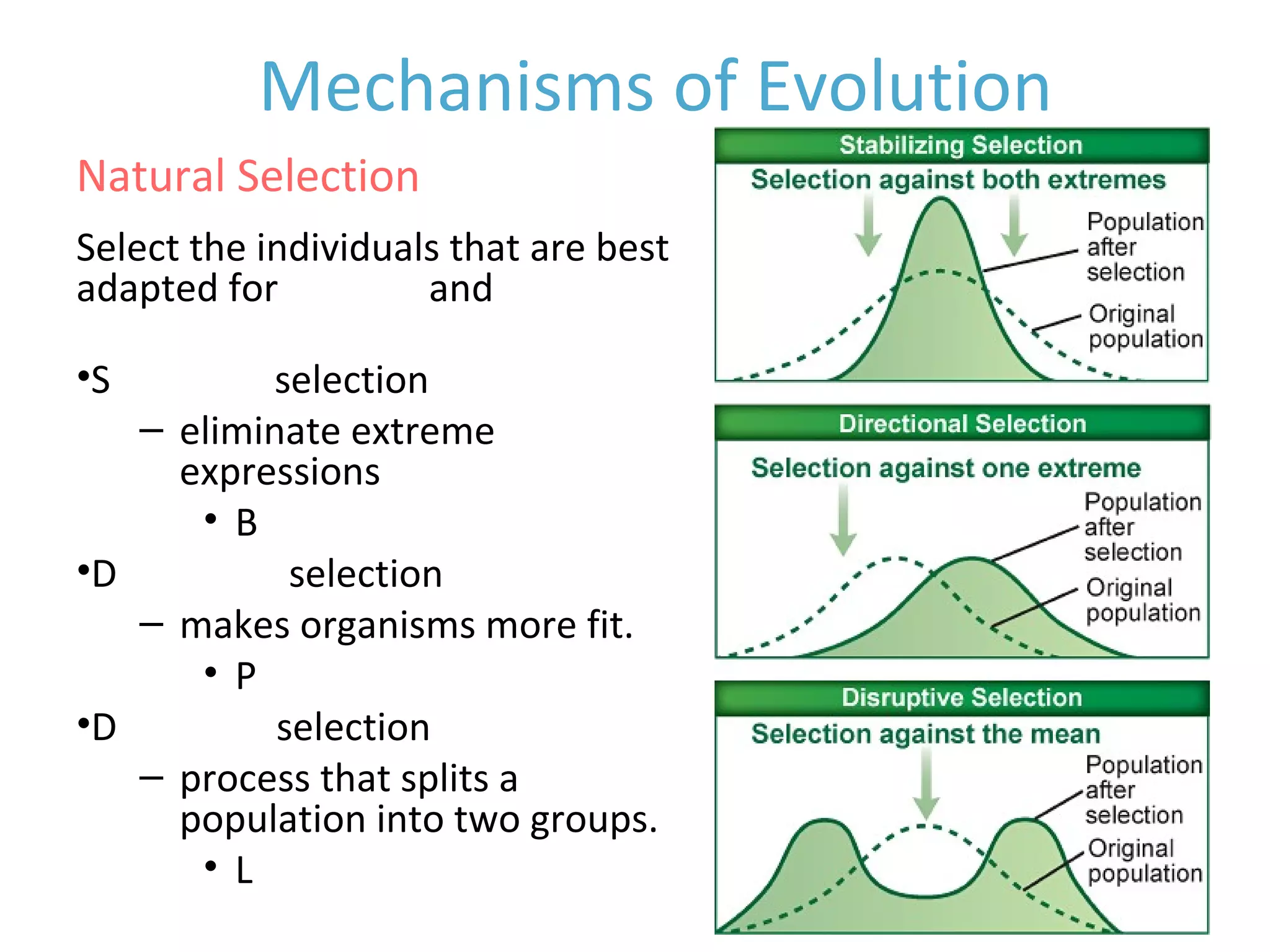 Select the individuals that are best
adapted for survival and
reproduction
•Stabilizing selection
– eliminate extreme
expressions
• Birth Weights
•Directional selection
– makes organisms more fit.
• Peppered Moths
•Disruptive selection
– process that splits a
population into two groups.
• Lake Erie Water Snakes
Mechanisms of Evolution
Natural Selection
 
