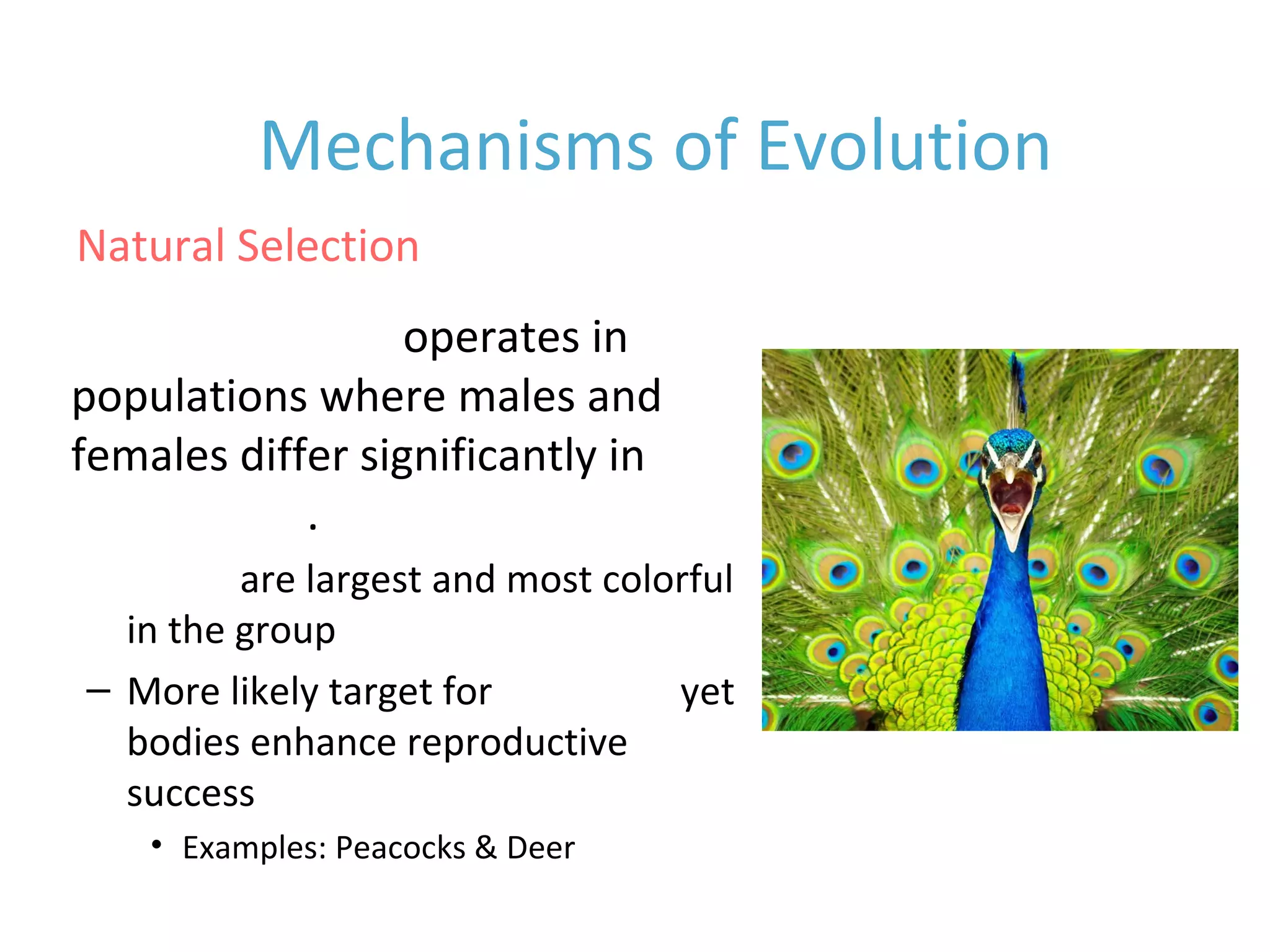 • Sexual selection operates in
populations where males and
females differ significantly in
appearance.
– Males are largest and most colorful
in the group
– More likely target for predators yet
bodies enhance reproductive
success
• Examples: Peacocks & Deer
Natural Selection
Mechanisms of Evolution
 