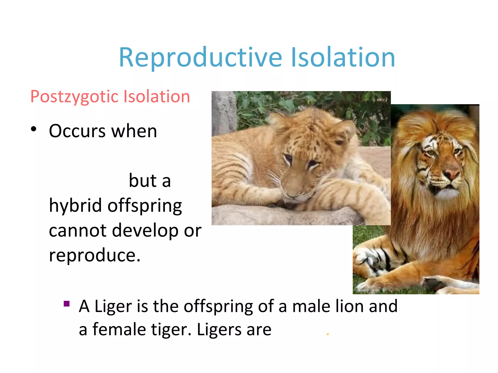 • Occurs when
fertilization has
occurred but a
hybrid offspring
cannot develop or
reproduce.
Reproductive Isolation
Postzygotic Isolation

A Liger is the offspring of a male lion and
a female tiger. Ligers are sterile.
 