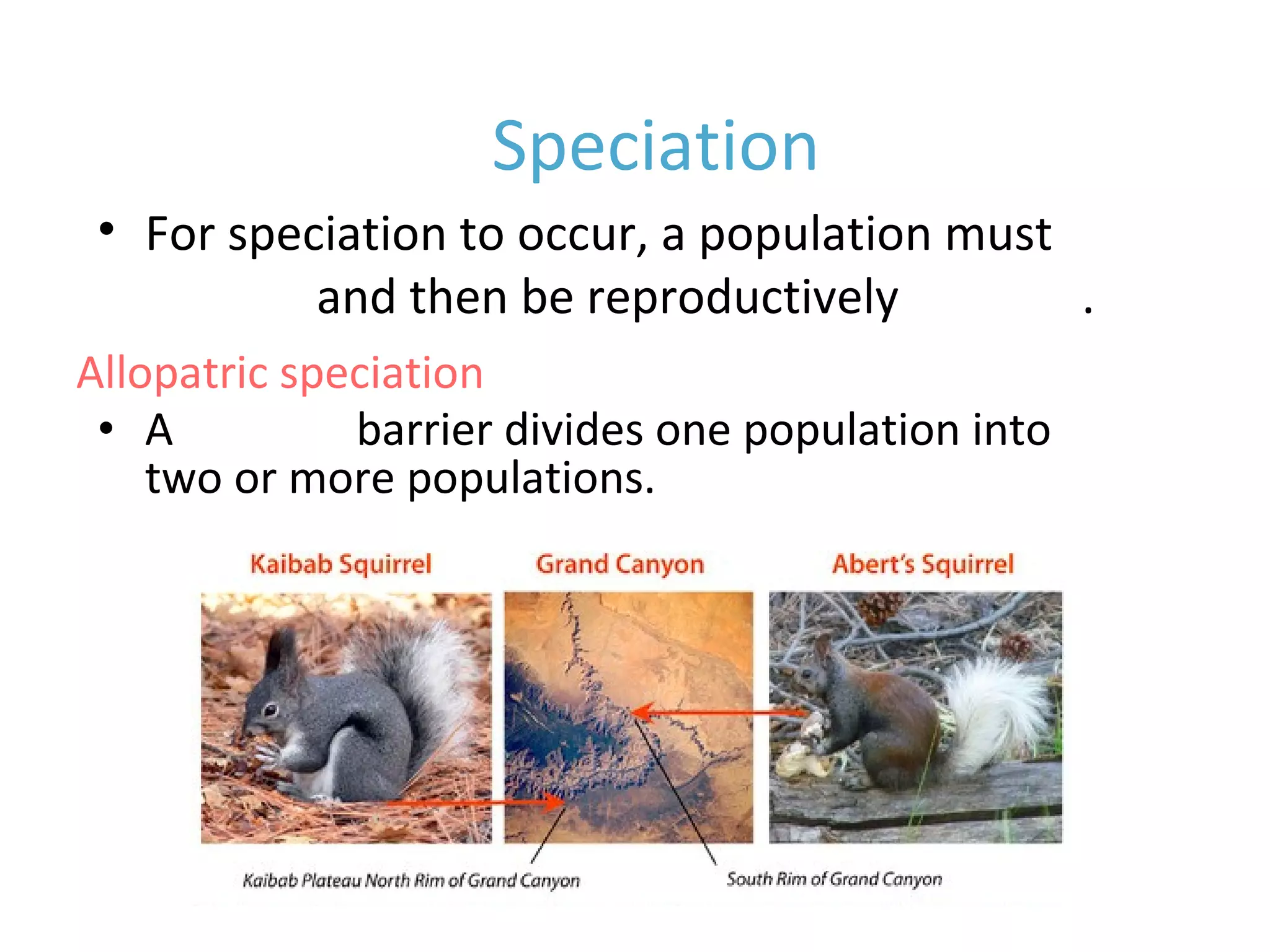 • A physical barrier divides one population into
two or more populations.
Speciation
Allopatric speciation
• For speciation to occur, a population must
diverge and then be reproductively isolated.
 