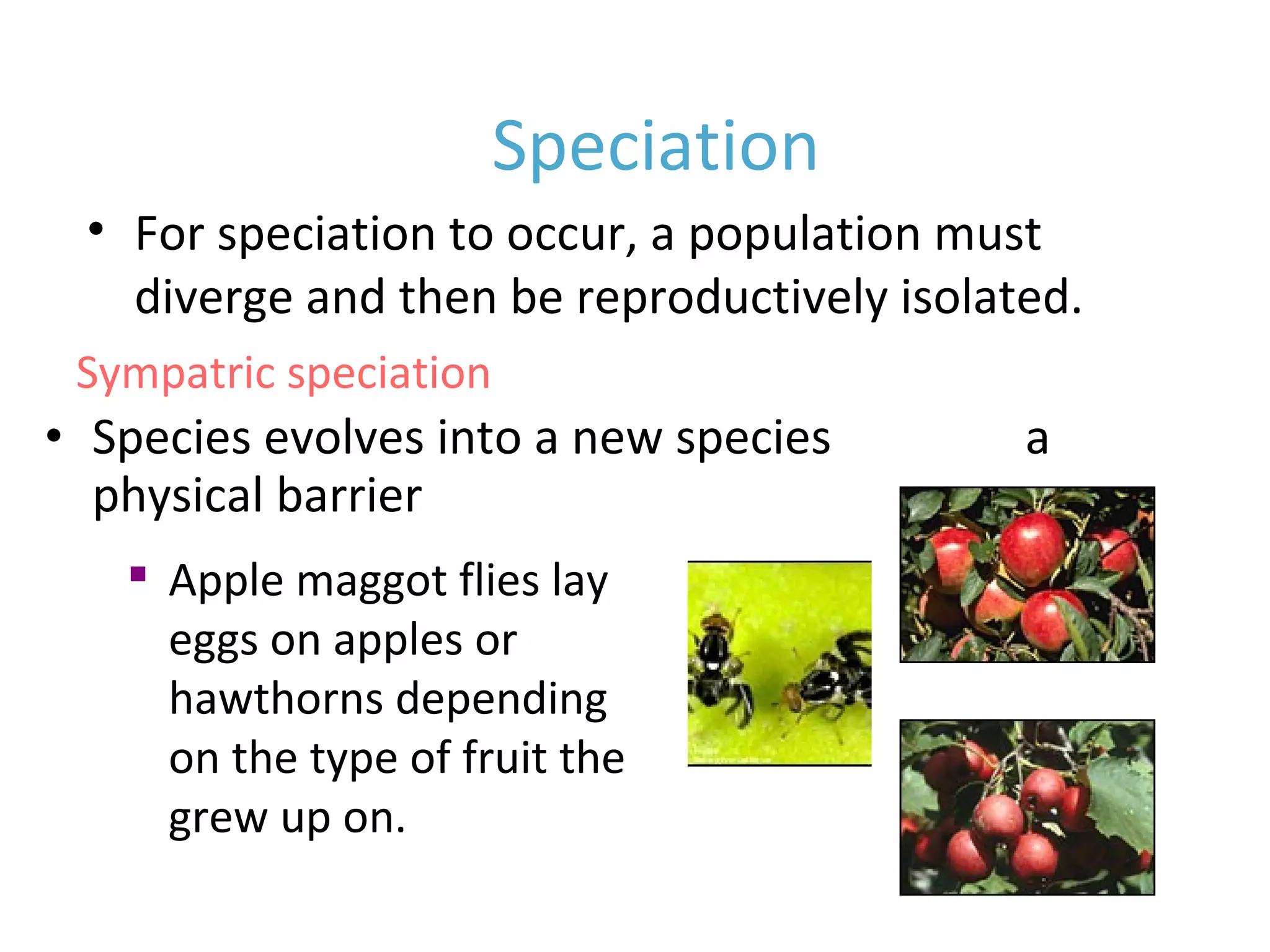 • Species evolves into a new species without a
physical barrier
Speciation
Sympatric speciation

Apple maggot flies lay
eggs on apples or
hawthorns depending
on the type of fruit the
grew up on.
• For speciation to occur, a population must
diverge and then be reproductively isolated.
 