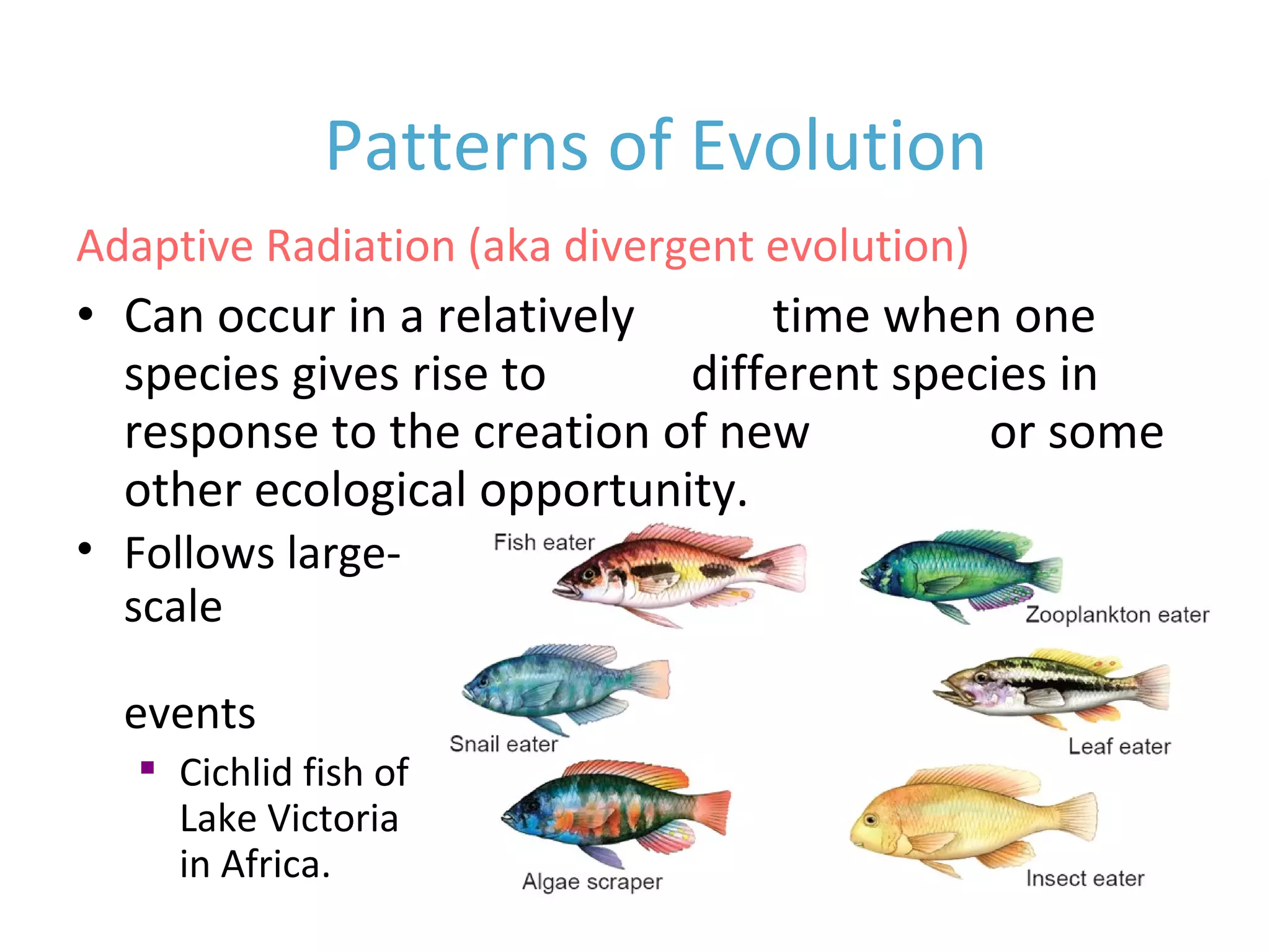 • Can occur in a relatively short time when one
species gives rise to many different species in
response to the creation of new habitat or some
other ecological opportunity.
Patterns of Evolution
Adaptive Radiation (aka divergent evolution)
• Follows large-
scale
extinction
events

Cichlid fish of
Lake Victoria
in Africa.
 