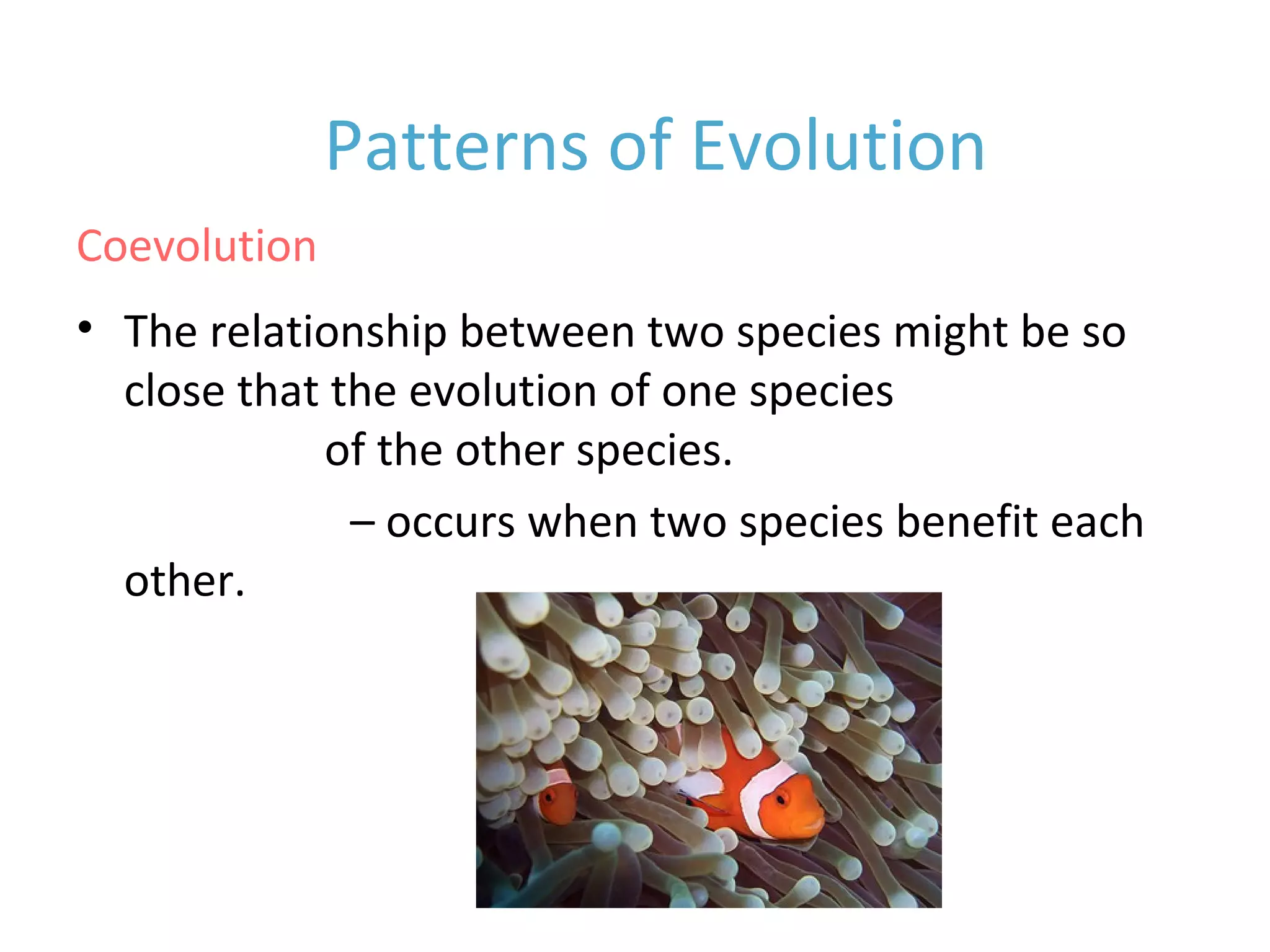 • The relationship between two species might be so
close that the evolution of one species affects the
evolution of the other species.
• Mutualism – occurs when two species benefit each
other.
Coevolution
Patterns of Evolution
 