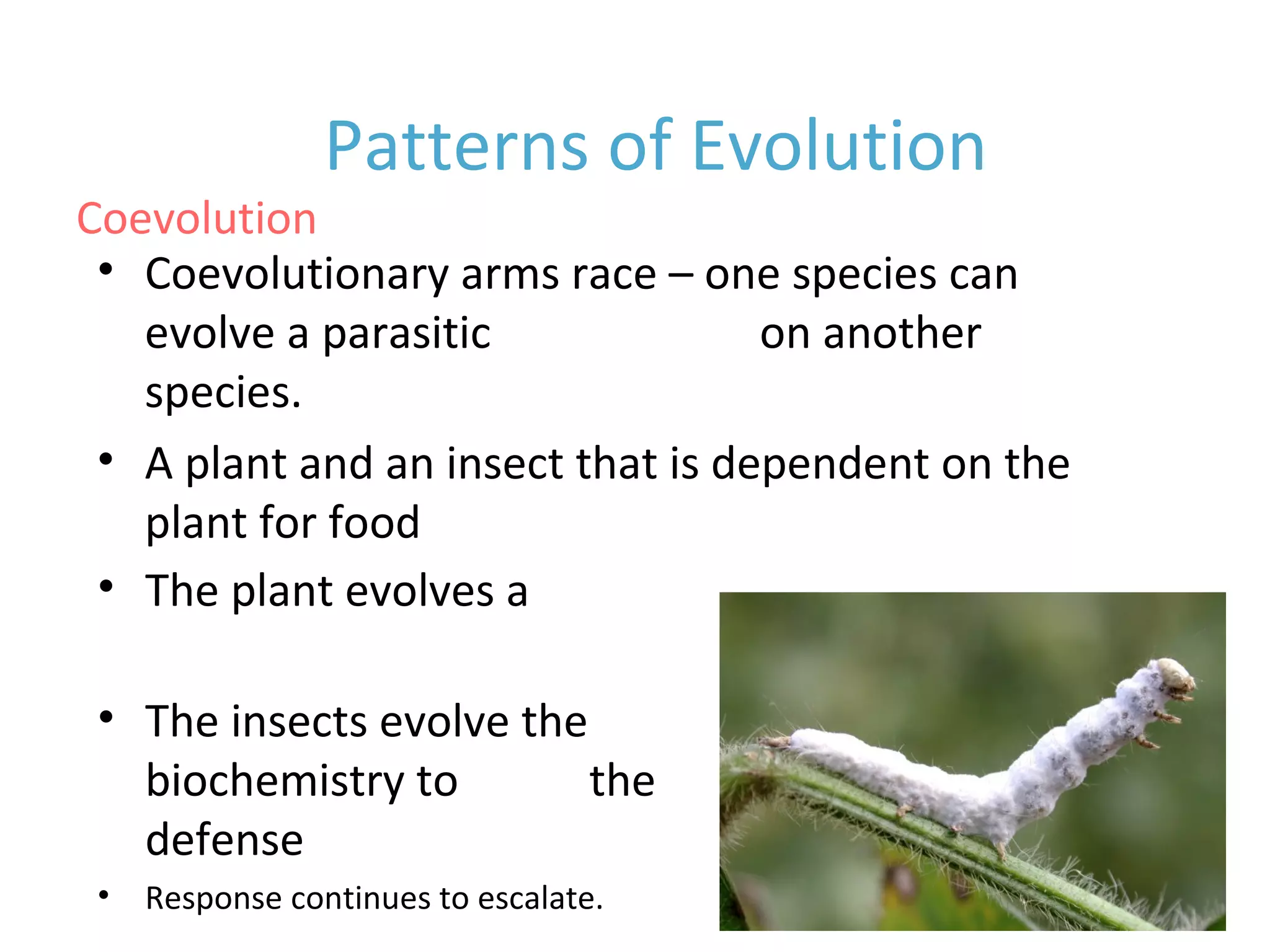• The plant evolves a chemical
defense
• The insects evolve the
biochemistry to resist the
defense
• Response continues to escalate.
Patterns of Evolution
Coevolution
• Coevolutionary arms race – one species can
evolve a parasitic dependency on another
species.
• A plant and an insect that is dependent on the
plant for food
 