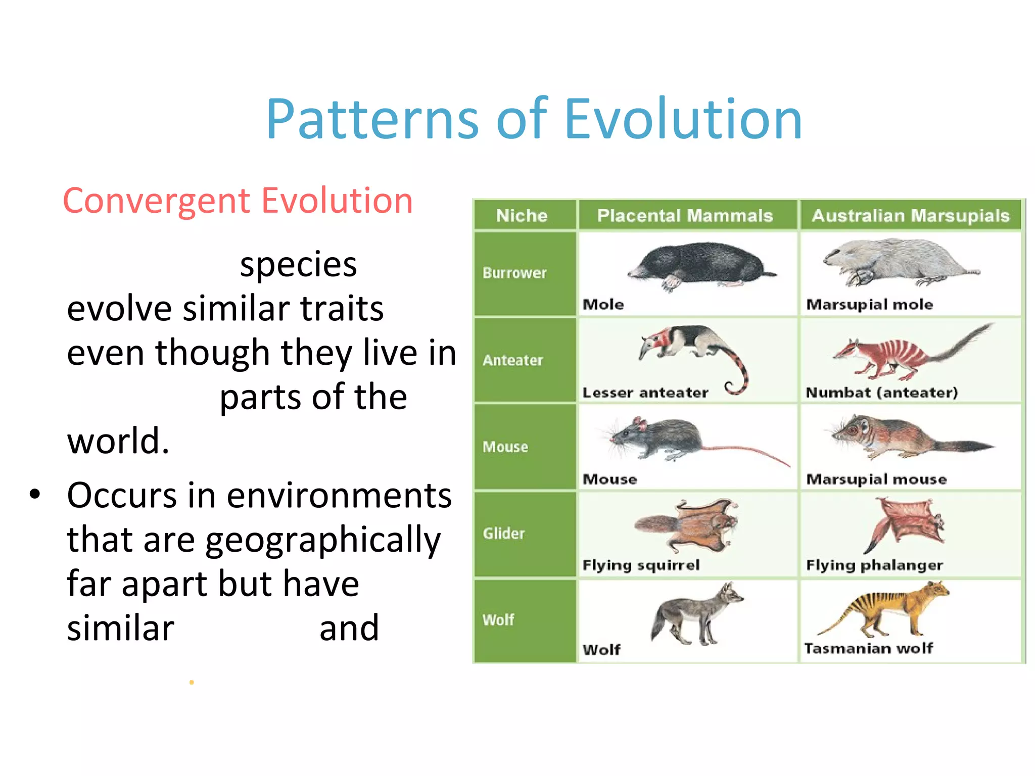 • Unrelated species
evolve similar traits
even though they live in
different parts of the
world.
• Occurs in environments
that are geographically
far apart but have
similar ecology and
climate.
Patterns of Evolution
Convergent Evolution
 