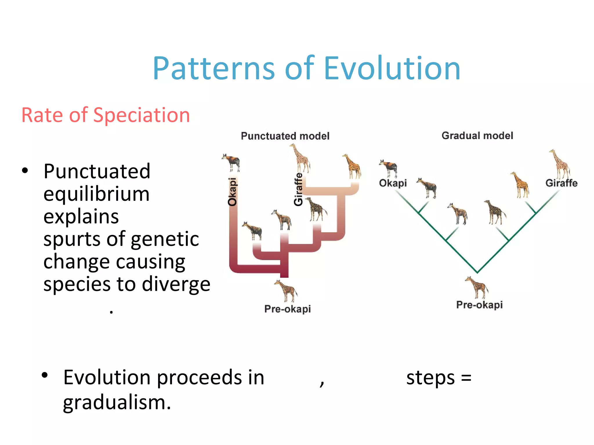 • Punctuated
equilibrium
explains rapid
spurts of genetic
change causing
species to diverge
quickly.
Rate of Speciation
Patterns of Evolution
• Evolution proceeds in small, gradual steps =
gradualism.
 