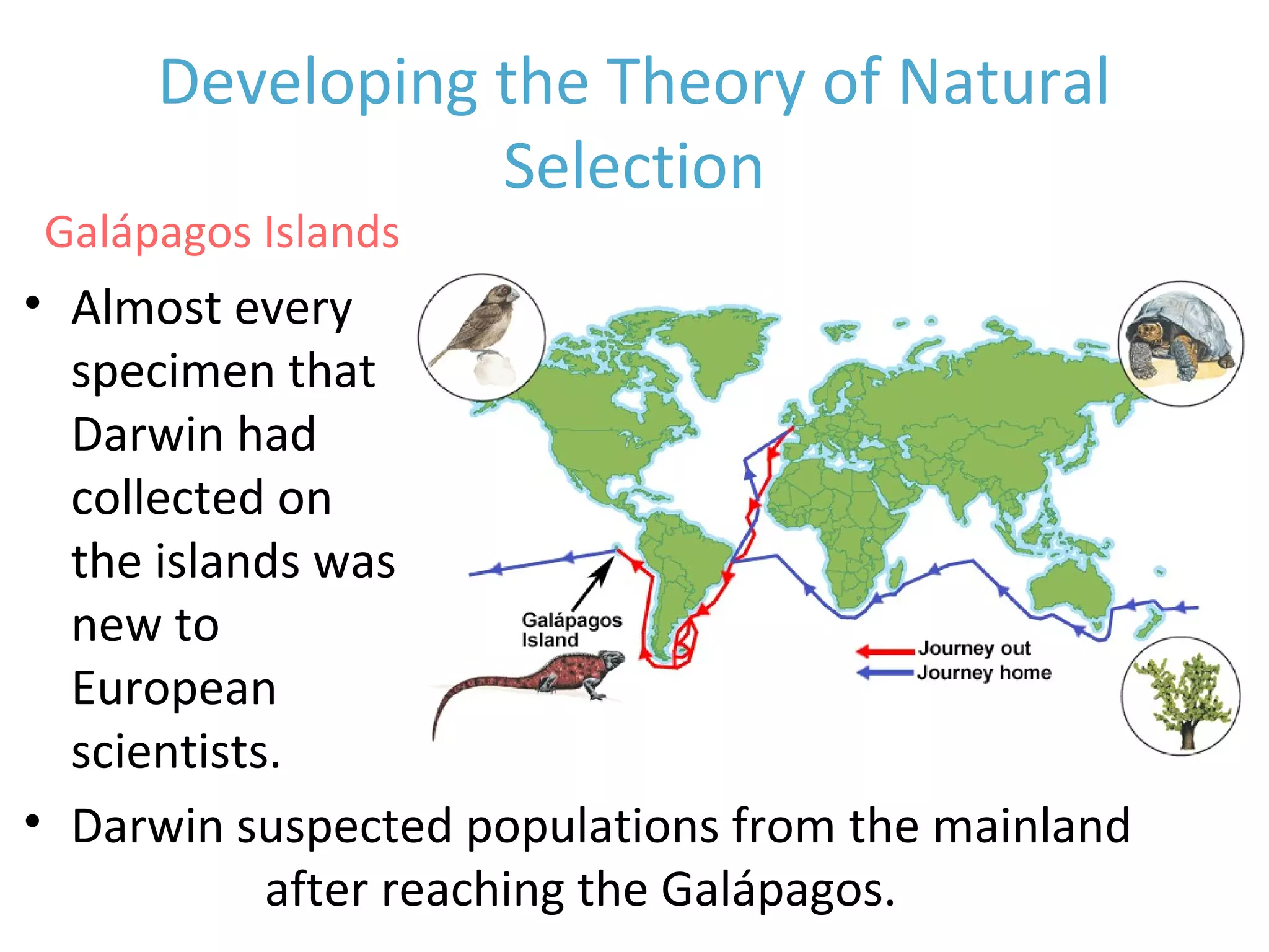Developing the Theory of Natural
Selection
• Almost every
specimen that
Darwin had
collected on
the islands was
new to
European
scientists.
• Darwin suspected populations from the mainland
changed after reaching the Galápagos.
Galápagos Islands
 