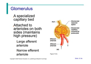 A specialized
capillary bed
Attached to
arterioles on both
sides (maintains
high pressure)
Large afferent
arteriole
Narrow efferent
arteriole Figure 15.3c
Slide 15.9a
Copyright © 2003 Pearson Education, Inc. publishing as Benjamin Cummings
Glomerulus
 