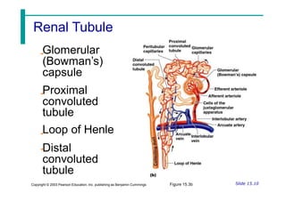 Glomerular
(Bowman’s)
capsule
Proximal
convoluted
tubule
Loop of Henle
Distal
convoluted
tubule
Slide 15.10
Figure 15.3b
Copyright © 2003 Pearson Education, Inc. publishing as Benjamin Cummings
Renal Tubule
 