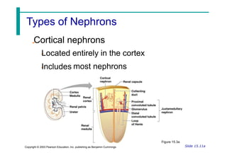 Cortical nephrons
Located entirely in the cortex
Includes most nephrons
Figure 15.3a
Slide 15.11a
Copyright © 2003 Pearson Education, Inc. publishing as Benjamin Cummings
Types of Nephrons
 