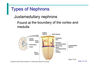 Juxtamedullary nephrons
Found at
medulla
the boundary of the cortex and
Figure 15.3a
Slide 15.11b
Copyright © 2003 Pearson Education, Inc. publishing as Benjamin Cummings
Types of Nephrons
 