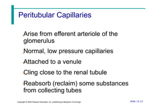 Arise from efferent arteriole of the
glomerulus
Normal, low pressure capillaries
Attached to a venule
Cling close to the renal tubule
Reabsorb (reclaim) some substances
from collecting tubes
Slide 15.12
Copyright © 2003 Pearson Education, Inc. publishing as Benjamin Cummings
Peritubular Capillaries
 