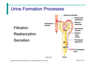 Filtration
Reabsorption
Secretion
Figure 15.4
Slide 15.13
Copyright © 2003 Pearson Education, Inc. publishing as Benjamin Cummings
Urine Formation Processes
 