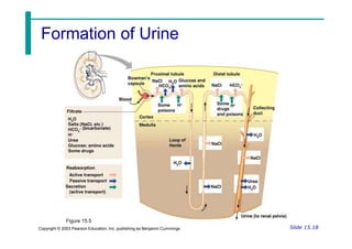 Figure 15.5
Copyright © 2003 Pearson Education, Inc. publishing as Benjamin Cummings Slide 15.18
Formation of Urine
 
