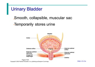 Smooth, collapsible, muscular sac
Temporarily stores urine
Figure 15.6
Copyright © 2003 Pearson Education, Inc. publishing as Benjamin Cummings Slide 15.21a
Urinary Bladder
 
