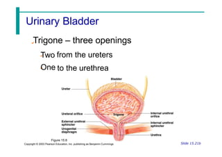 Trigone – three openings
Two
One
from the ureters
to the urethrea
Figure 15.6
Copyright © 2003 Pearson Education, Inc. publishing as Benjamin Cummings Slide 15.21b
Urinary Bladder
 
