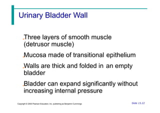 Three layers of smooth muscle
(detrusor muscle)
Mucosa made of transitional epithelium
Walls are thick and folded in
bladder
an empty
Bladder can expand significantly without
increasing internal pressure
Slide 15.22
Copyright © 2003 Pearson Education, Inc. publishing as Benjamin Cummings
Urinary Bladder Wall
 