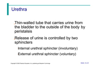 Thin-walled tube that carries urine from
the bladder to the outside of the body
peristalsis
Release of urine is controlled by two
sphincters
Internal urethral sphincter (involuntary)
External urethral sphincter (voluntary)
by
Slide 15.23
Copyright © 2003 Pearson Education, Inc. publishing as Benjamin Cummings
Urethra
 