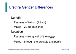 Length
Females – 3–4 cm (1 inch)
Males – 20 cm (8 inches)
Location
Females – along wall of the vagina
Males – through the prostate and penis
Slide 15.24a
Copyright © 2003 Pearson Education, Inc. publishing as Benjamin Cummings
Urethra Gender Differences
 