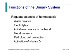 Regulate aspects of homeostasis
Water balance
Electrolytes
Acid-base balance in the blood
Blood pressure
Red blood cell production
Activation of vitamin D
Slide 15.1b
Copyright © 2003 Pearson Education, Inc. publishing as Benjamin Cummings
Functions of the Urinary System
 