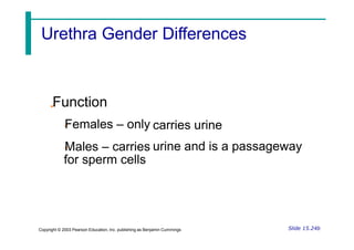 Function
Females – only carries urine
Males – carries
for sperm cells
urine and is a passageway
Slide 15.24b
Copyright © 2003 Pearson Education, Inc. publishing as Benjamin Cummings
Urethra Gender Differences
 