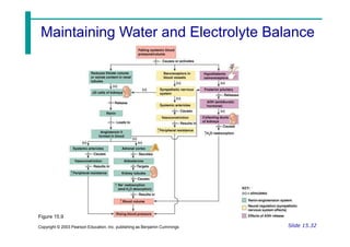 Figure 15.9
Slide 15.32
Copyright © 2003 Pearson Education, Inc. publishing as Benjamin Cummings
Maintaining Water and Electrolyte Balance
 