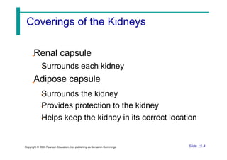 Renal capsule
Surrounds each kidney
Adipose capsule
Surrounds the kidney
Provides protection to the kidney
Helps keep the kidney in its correct location
Slide 15.4
Copyright © 2003 Pearson Education, Inc. publishing as Benjamin Cummings
Coverings of the Kidneys
 