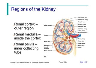 Renal cortex –
outer region
Renal medulla –
inside
Renal
the cortex
pelvis –
inner collecting
tube
Figure 15.2b Slide 15.5
Copyright © 2003 Pearson Education, Inc. publishing as Benjamin Cummings
Regions of the Kidney
 
