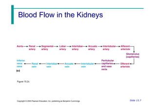 Figure 15.2c
Slide 15.7
Copyright © 2003 Pearson Education, Inc. publishing as Benjamin Cummings
Blood Flow in the Kidneys
 