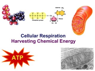 Cellular Respiration Harvesting Chemical Energy 2006-2007 ATP 