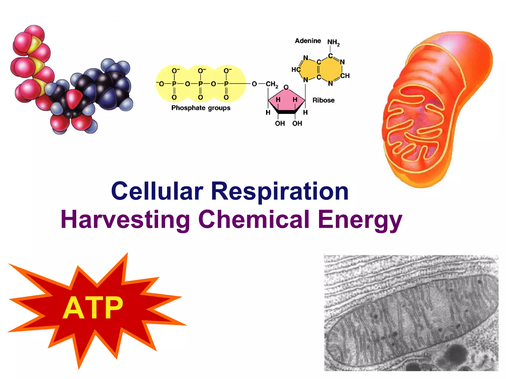 Cellular Respiration Harvesting Chemical Energy 2006-2007 ATP 