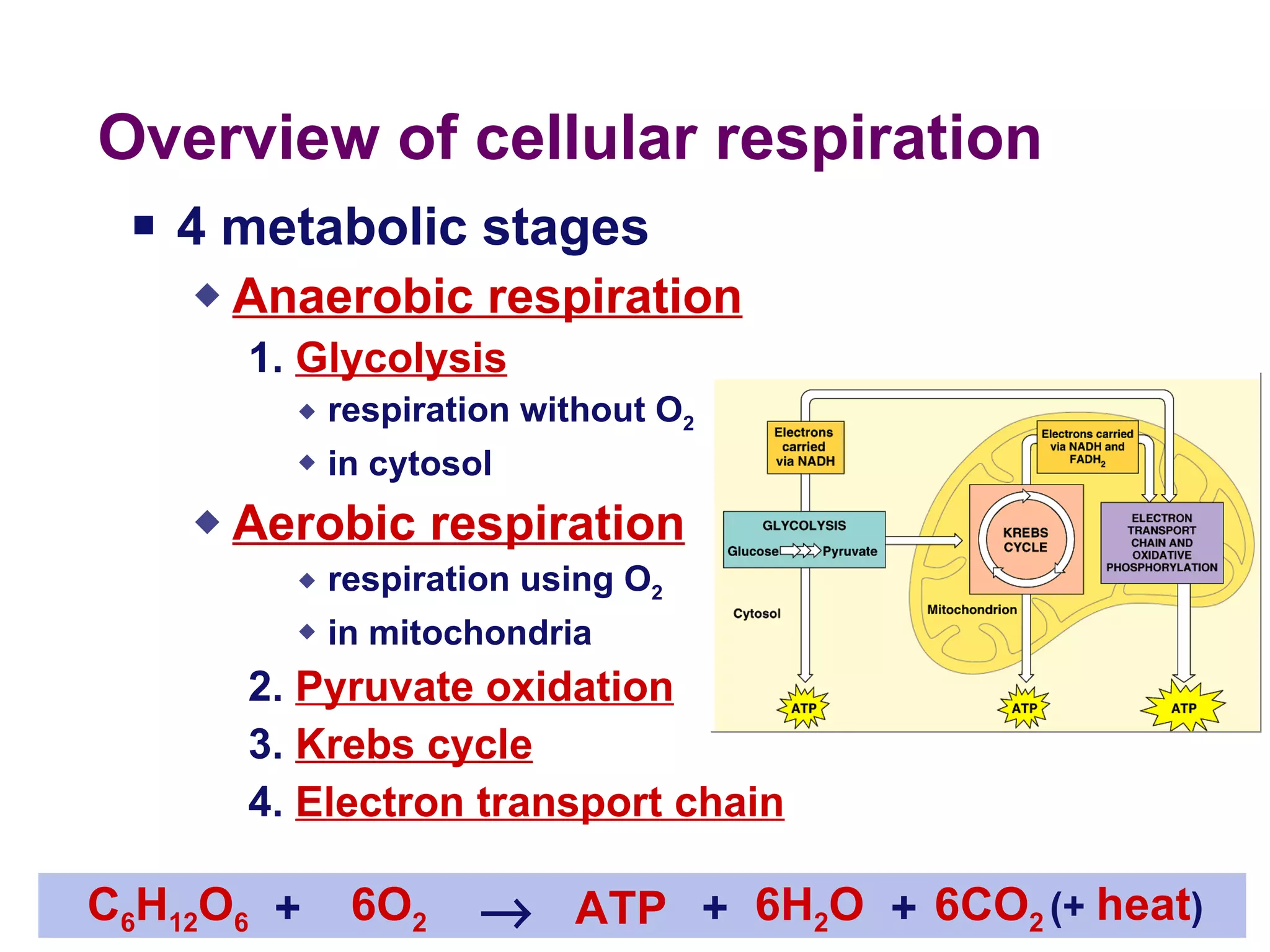 Overview of cellular respiration 4 metabolic stages Anaerobic respiration 1.  Glycolysis respiration without O 2 in cytosol Aerobic respiration respiration using O 2 in mitochondria 2.  Pyruvate oxidation 3.  Krebs cycle 4.  Electron transport chain (+  heat ) C 6 H 12 O 6 6O 2 ATP 6H 2 O 6CO 2  + + + 