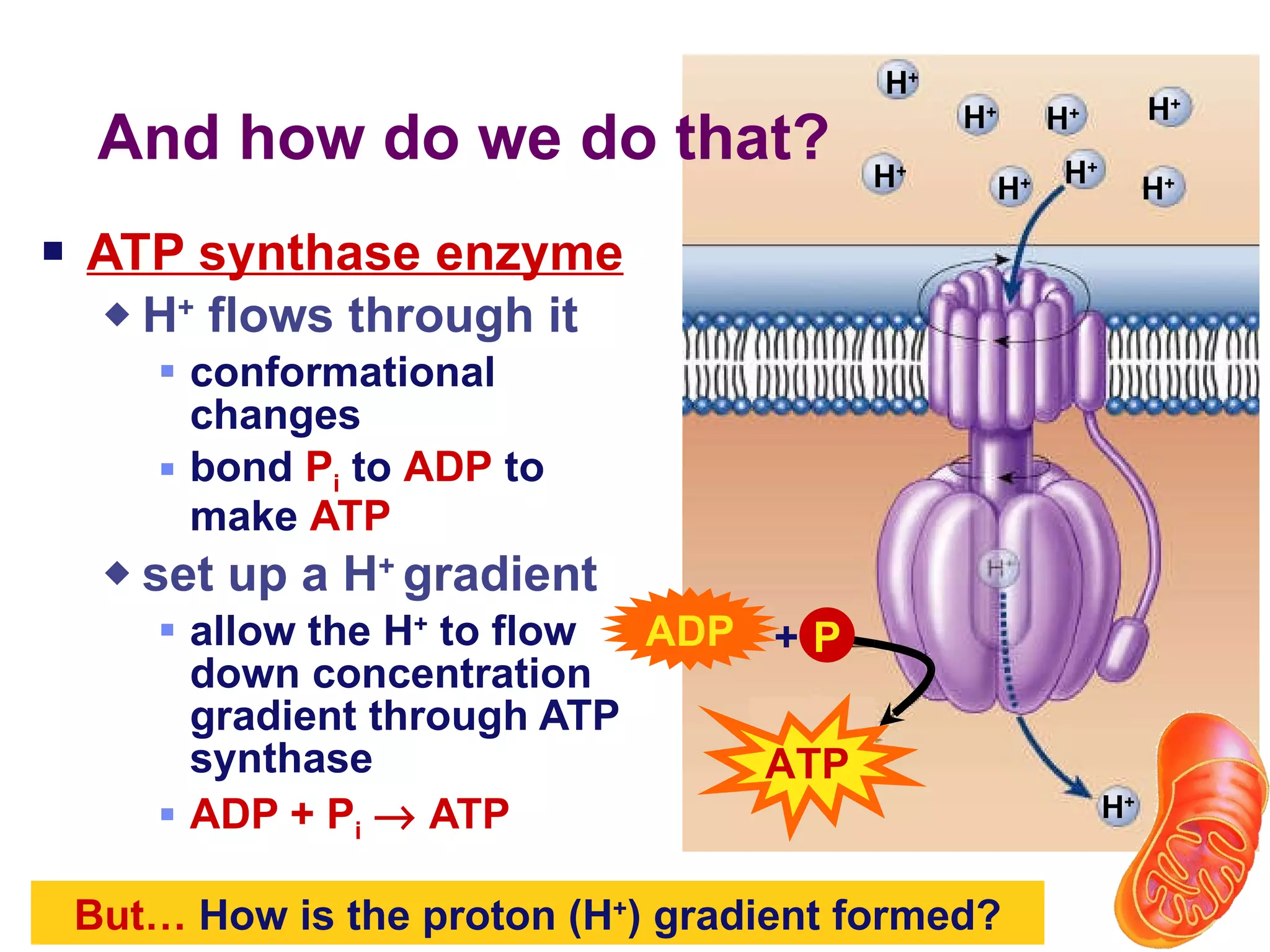 ATP synthase enzyme H +  flows through it conformational changes bond   P i   to   ADP  to make  ATP set up a H +  gradient allow the H +  to flow down concentration gradient through ATP synthase ADP + P i     ATP And how do we do that? ATP ADP But…  How is the proton (H + ) gradient formed? H + H + H + H + H + H + H + H + H + P + 