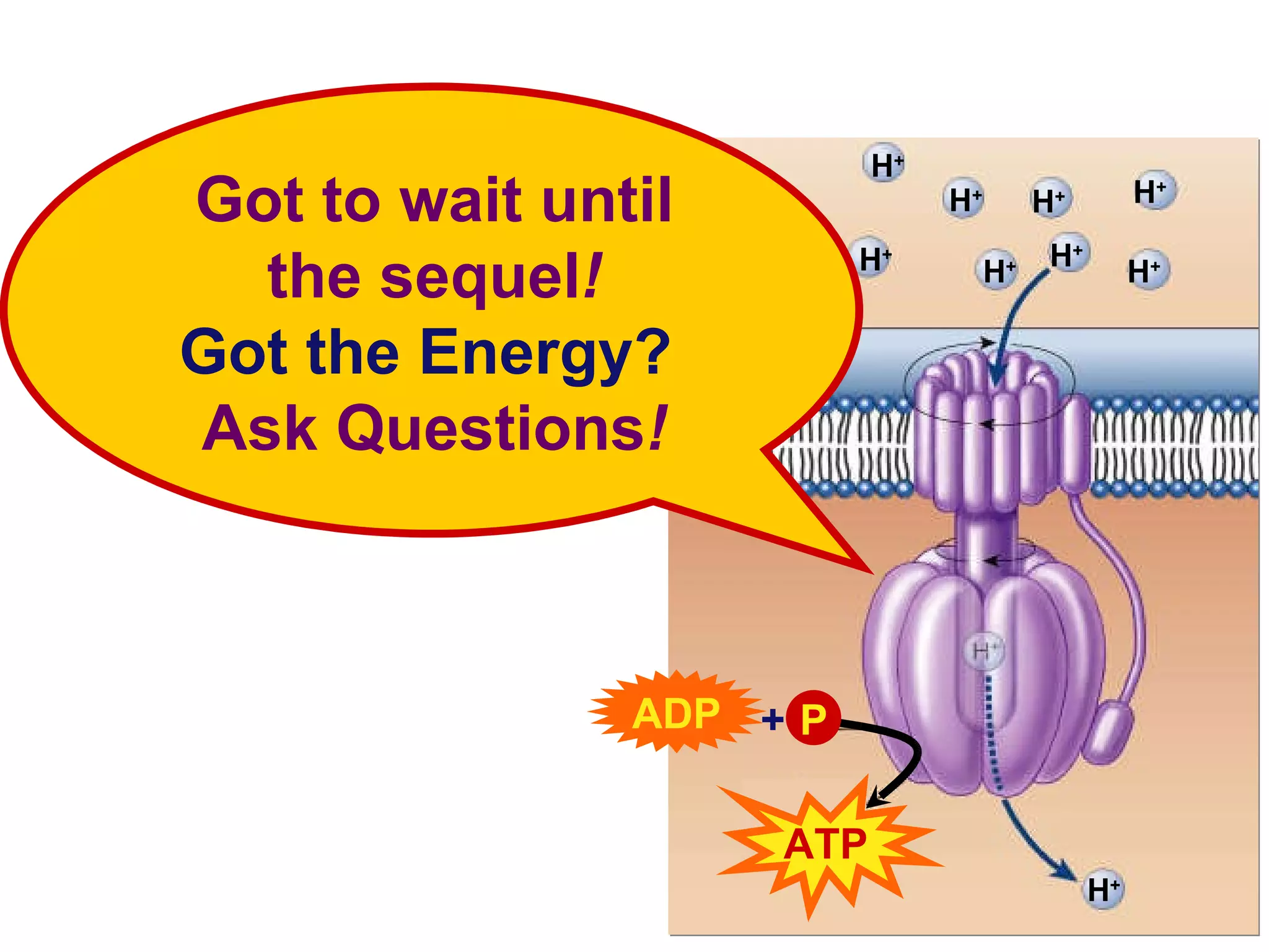 2006-2007 H + ATP Got to wait until the sequel ! Got the Energy?   Ask Questions ! H + H + H + H + H + H + H + H + ADP P + 