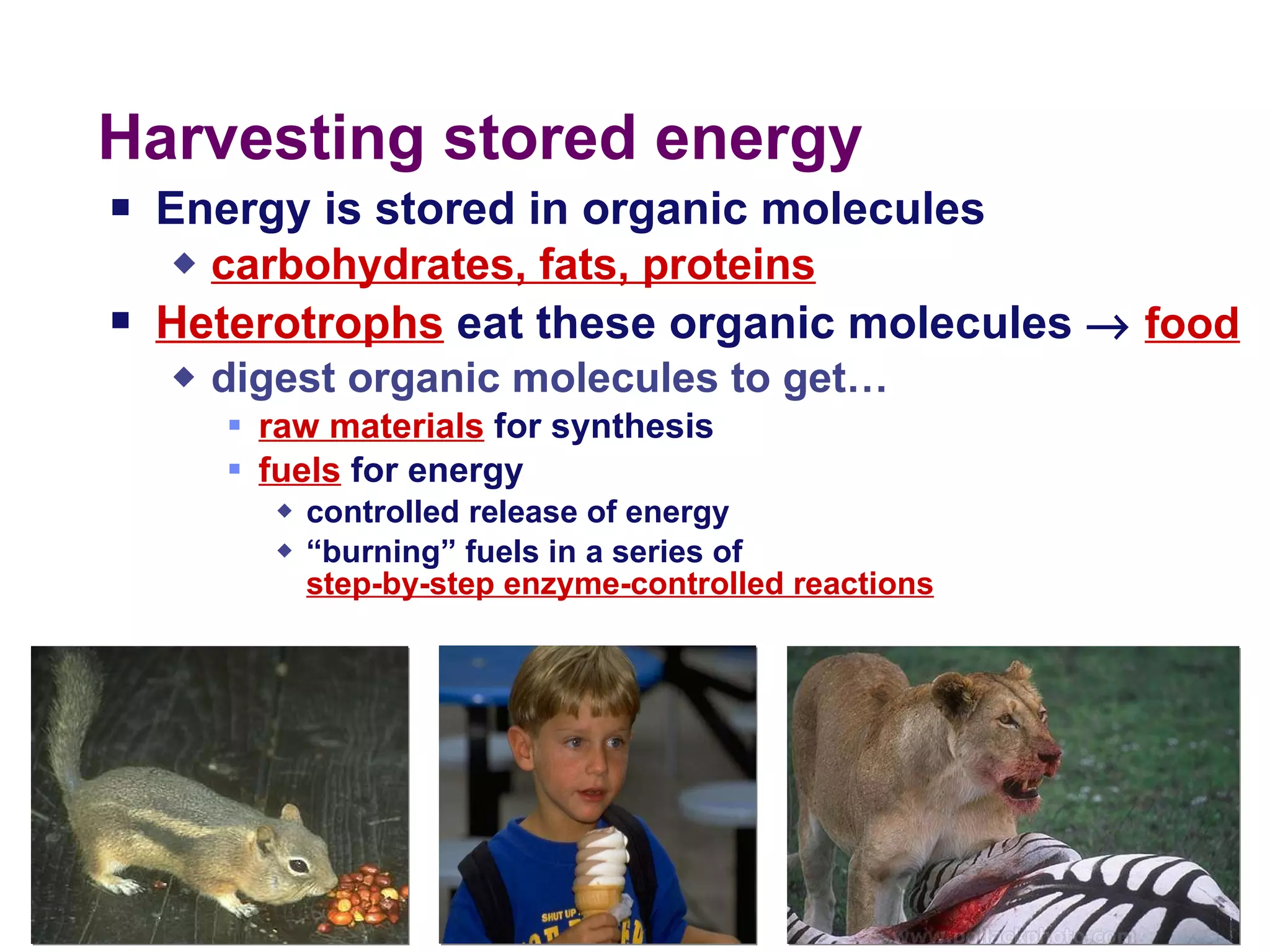 Harvesting stored energy Energy is stored in organic molecules carbohydrates, fats, proteins   Heterotrophs  eat these organic molecules     food digest organic molecules to get… raw materials  for synthesis fuels  for energy controlled release of energy “ burning” fuels in a series of  step-by-step enzyme-controlled reactions 